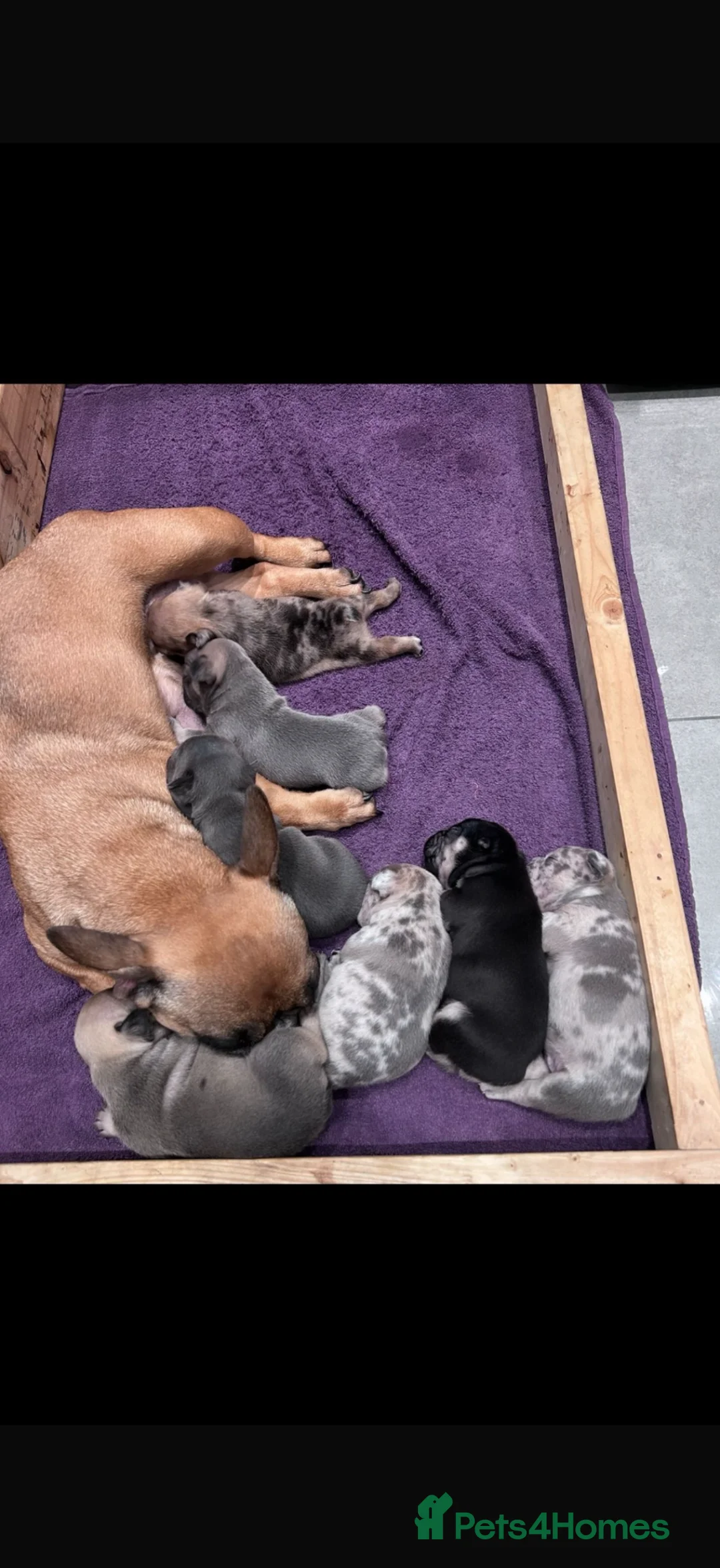 French Bulldog dogs for sale: 7 stunning French bulldogs  - Advert 2