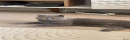 Scottish Fold cats for stud: Scottish Fold Grey Stud Male – 2 Years Old - Advert 1