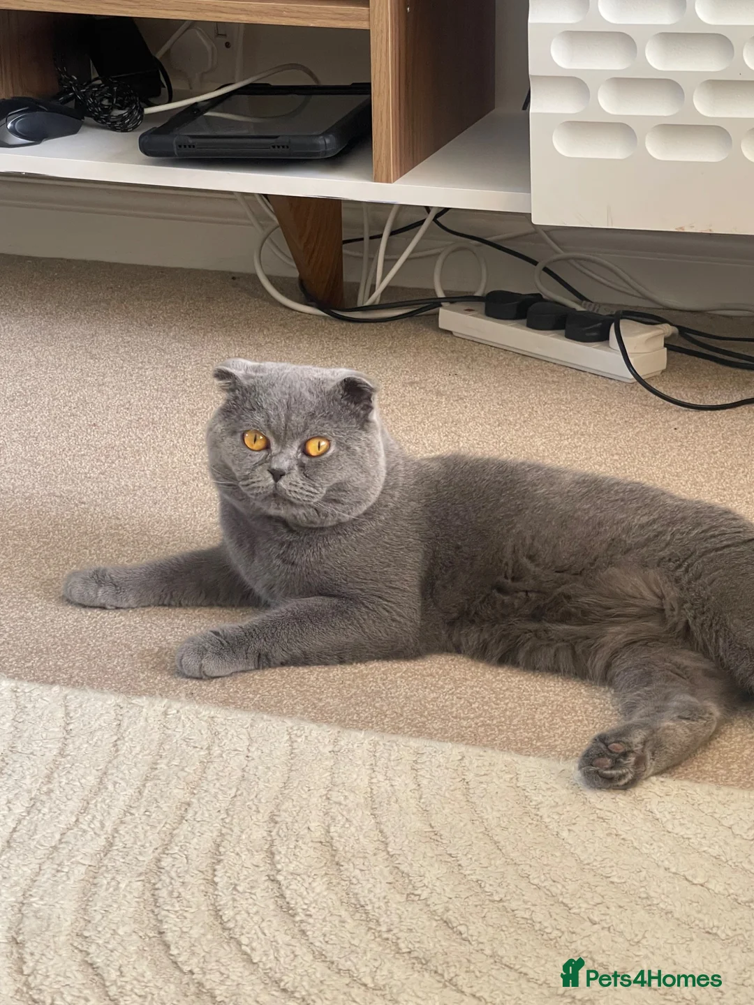 Scottish Fold cats for stud: Scottish Fold Grey Stud Male – 2 Years Old - Advert 1