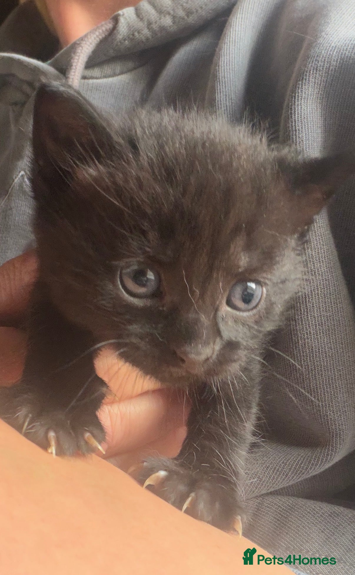Mixed Breed cats for sale: Beautiful Kittens - Advert 9