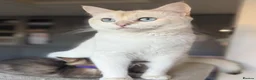 British Shorthair cats for sale: Gorgeous GCCF registered British Shorthair Boy  - Advert 13