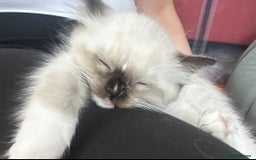 Ragdoll cats for sale: Pedigree Ragdoll Kittens seeking loving homes 🧡 - Image 8