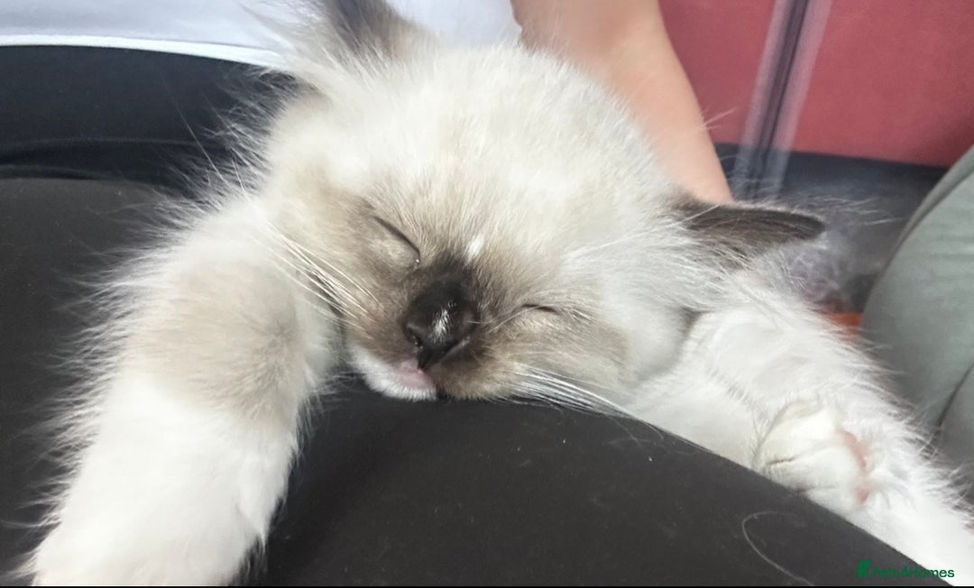 Ragdoll cats for sale: Pedigree Ragdoll Kittens seeking loving homes 🧡 - Image 8