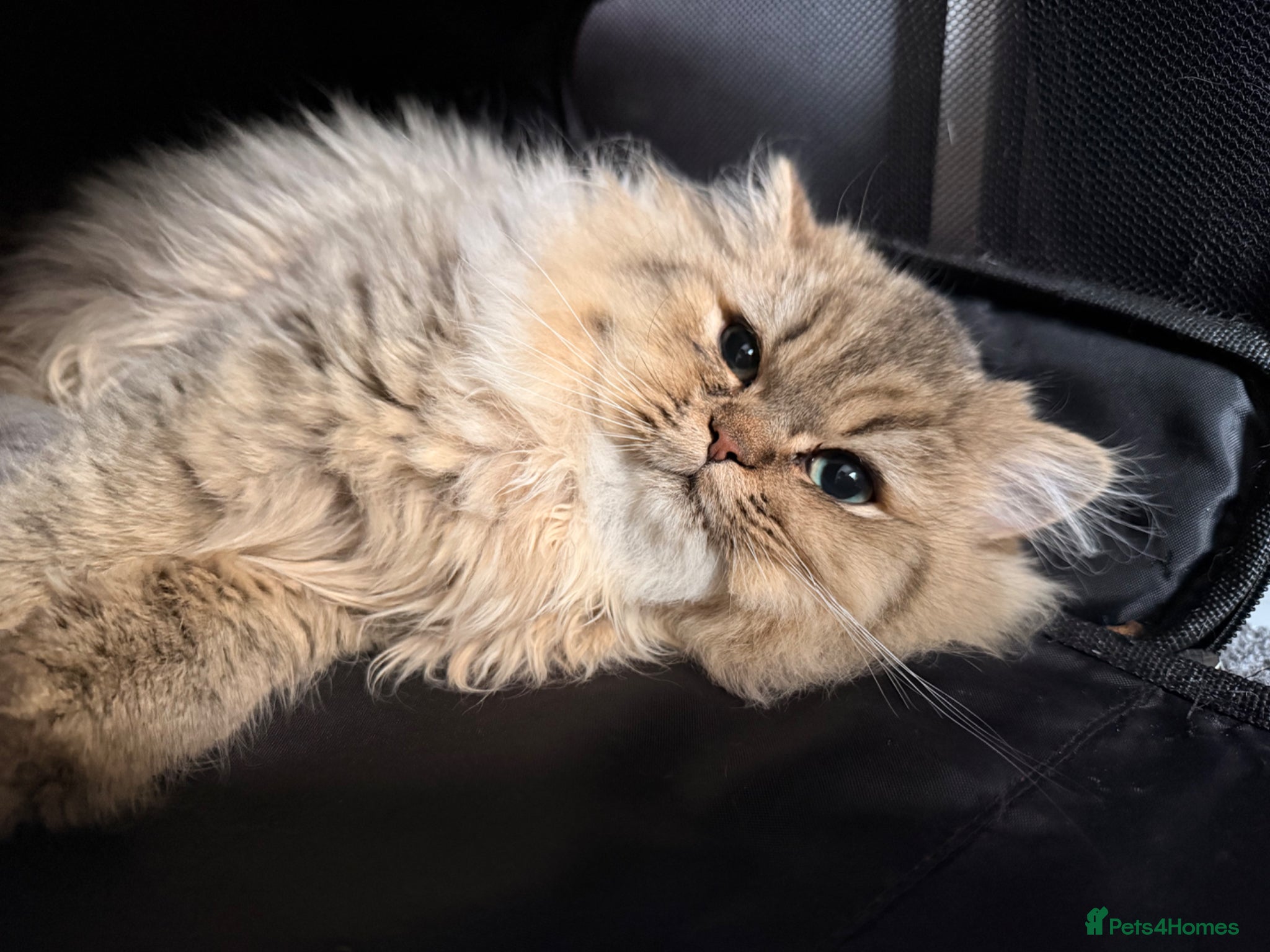 Persian cats Purebred Chinchilla Persian  - Advert 3