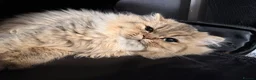 Persian cats for sale: Purebred Chinchilla Persian  - Advert 1