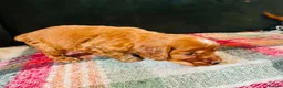 Cocker Spaniel dogs for sale: Cocker Spaniel Puppies in Durham - Advert 10