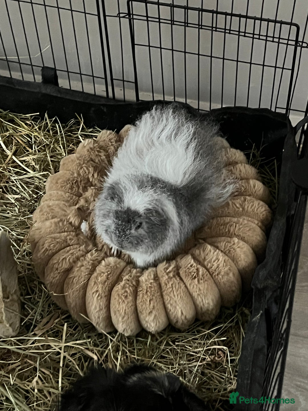 Guinea Pig rodents for sale: Male guinea pig - Advert 1