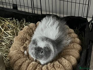 Guinea Pig rodents Male guinea pig - Advert 18