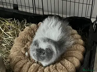 Guinea Pig rodents Male guinea pig - Advert 13