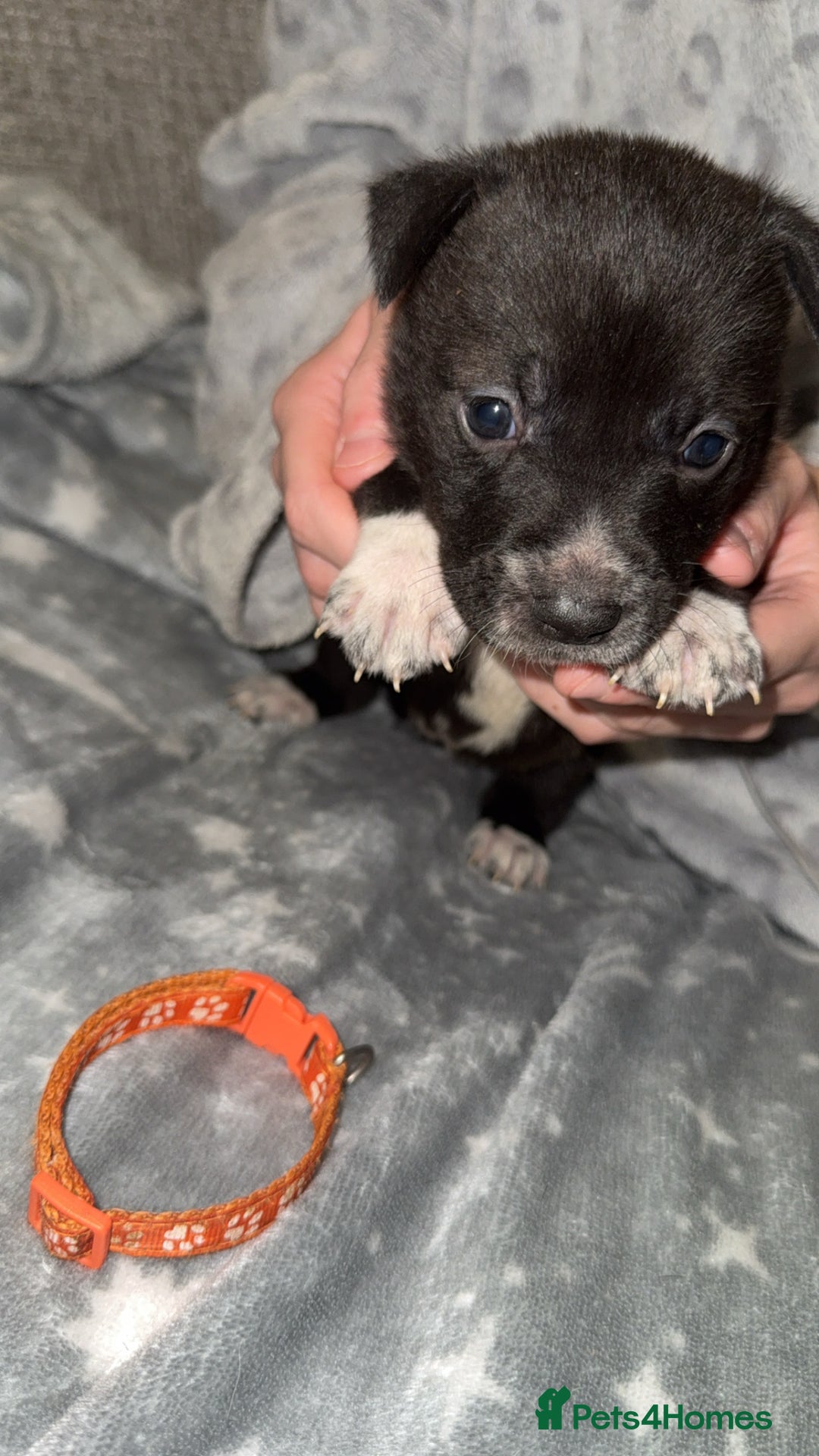 Mixed Breed dogs for sale: Cane corso hybrid Akita’s  - Advert 5