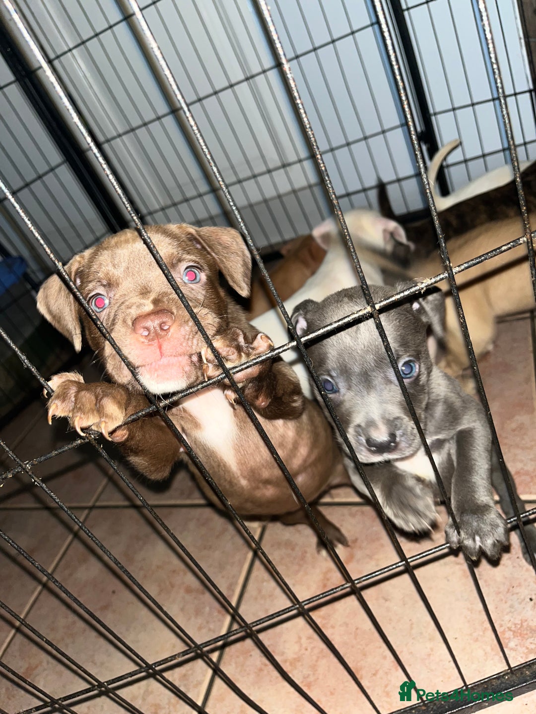 American Bull Staffy dogs for sale: 2 Female American bull x staff puppies left - Image 9
