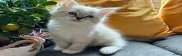 Ragdoll cats for sale: Luxury Blue Point Mitted Ragdoll Kittens - Advert 25