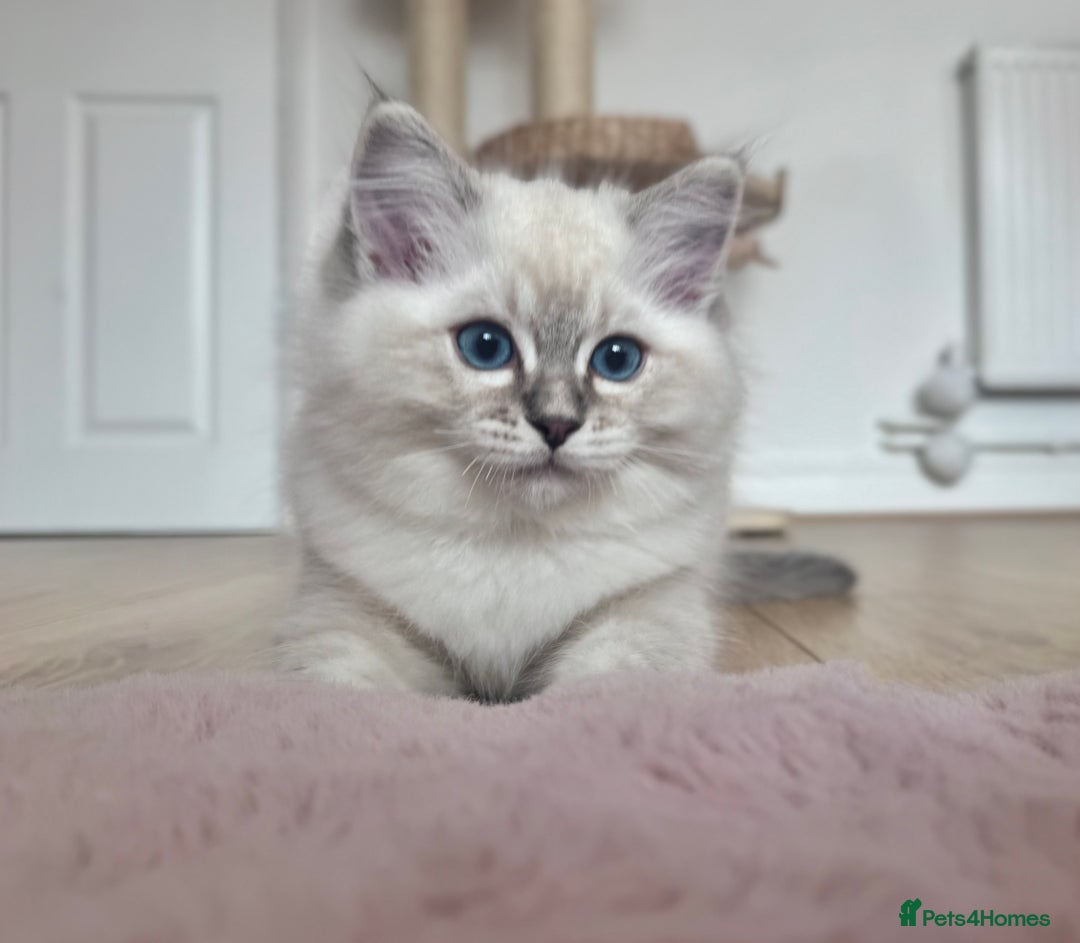 Ragdoll cats for sale: Champion blood dilute blue tabby ragdoll kitten - Image 31