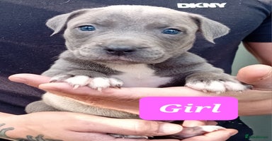 Mixed Breed dogs - Advert 1