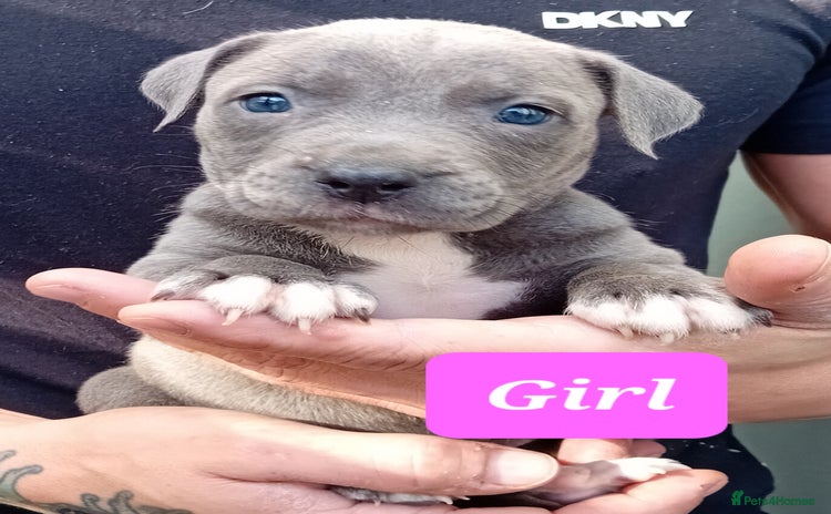 Mixed Breed dogs - Advert 1