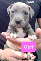 Mixed Breed dogs - Advert 1