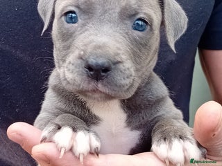 Mixed Breed dogs - Advert 12