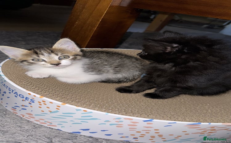 Domestic Shorthair cats - Advert 1