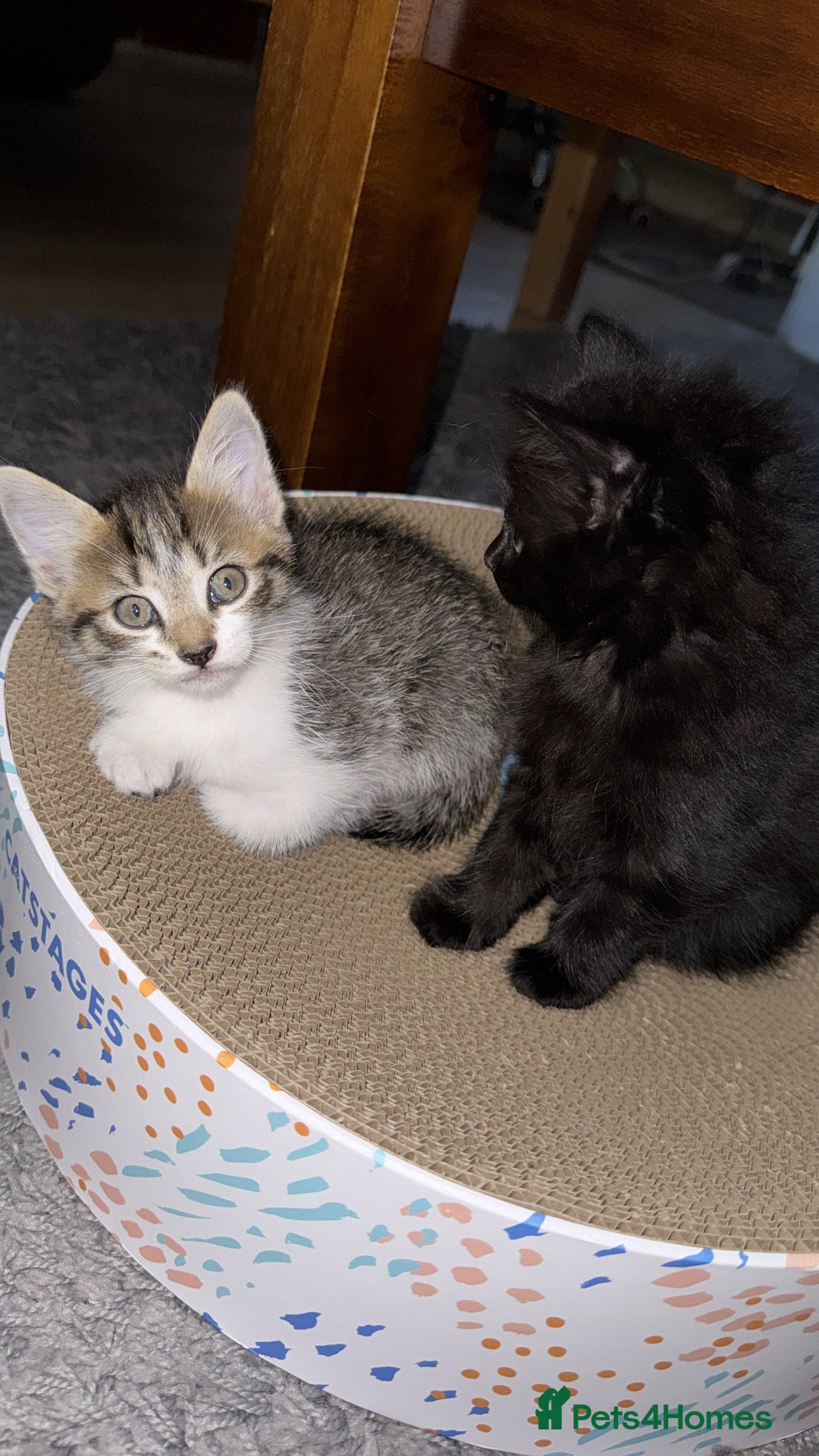 Domestic Shorthair cats for sale: 🐾Gorgeous Tabby & Sleek Black Kitten Duo🐾 - Image 1