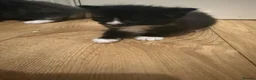 Mixed Breed cats for sale: Beautiful little girl kitten, black and white - Advert 3