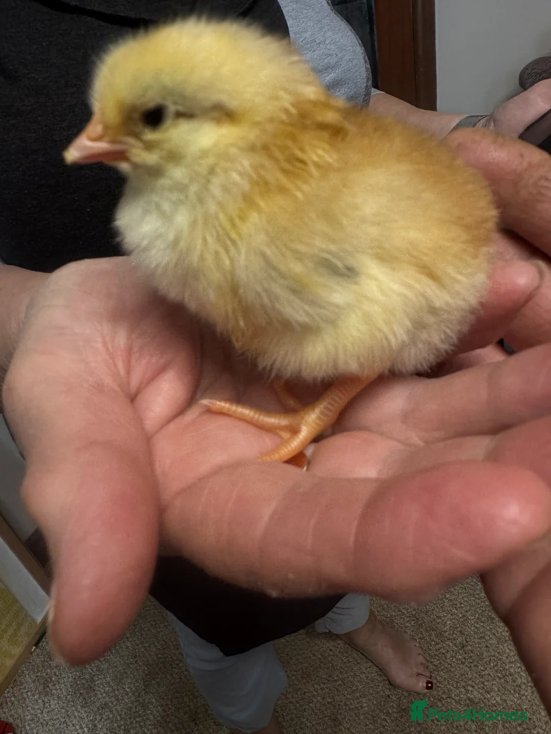 Chickens poultry for sale: *Swedish Flower Chicks* hatched 7/3/26 - Advert 5