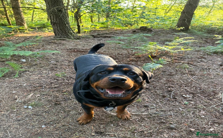 Rottweiler dogs - Advert 2