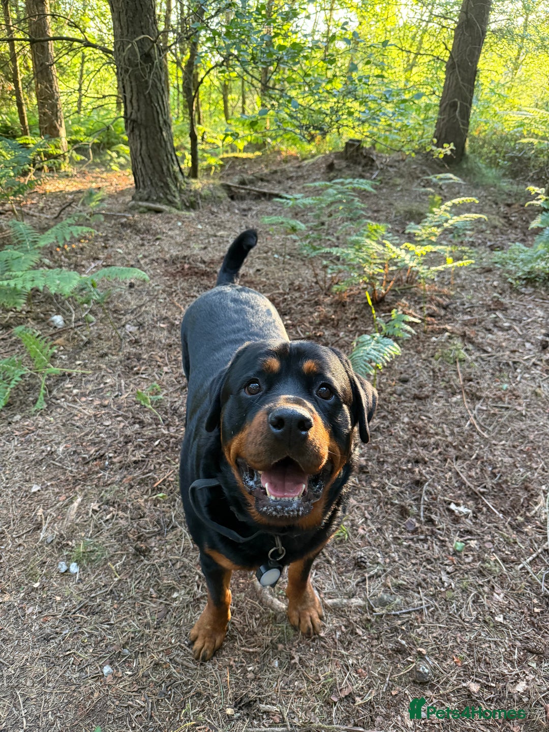 Rottweiler dogs for sale: 3 year old rottie - Image 1
