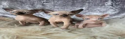 Sphynx cats for sale: HEALTH TESTED💖 TICA SPHYNX 💖KITTENS  - Advert 23