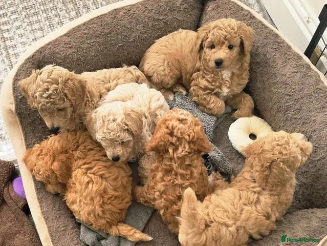 Cavapoochon dogs CAVAPOOCHON LITTER - Advert 1