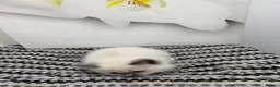 Ragdoll cats for sale: TICA Pedigree Ragdolls Kittens  - Advert 14