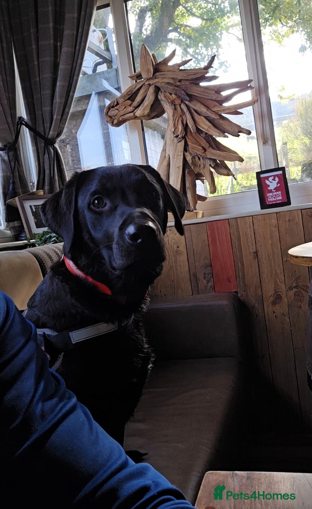 Labrador Retriever dogs for sale: Labrador for sale - Image 3