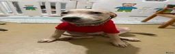 Staffordshire Bull Terrier dogs for sale: Little Prince  - Advert 3