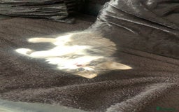 Mixed Breed cats for sale: Female kitten  - Image 5
