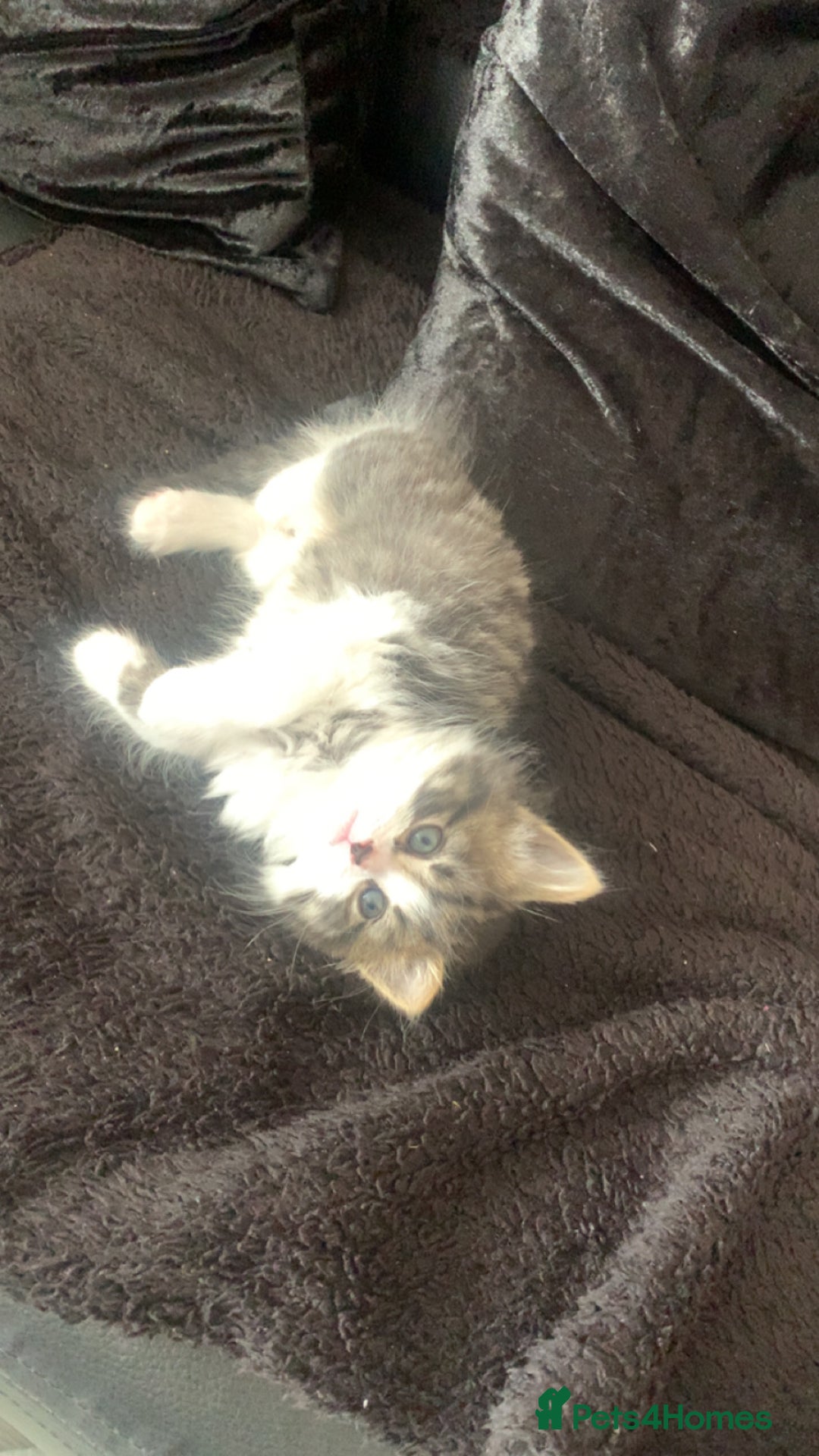 Mixed Breed cats for sale: Female kitten  - Image 5