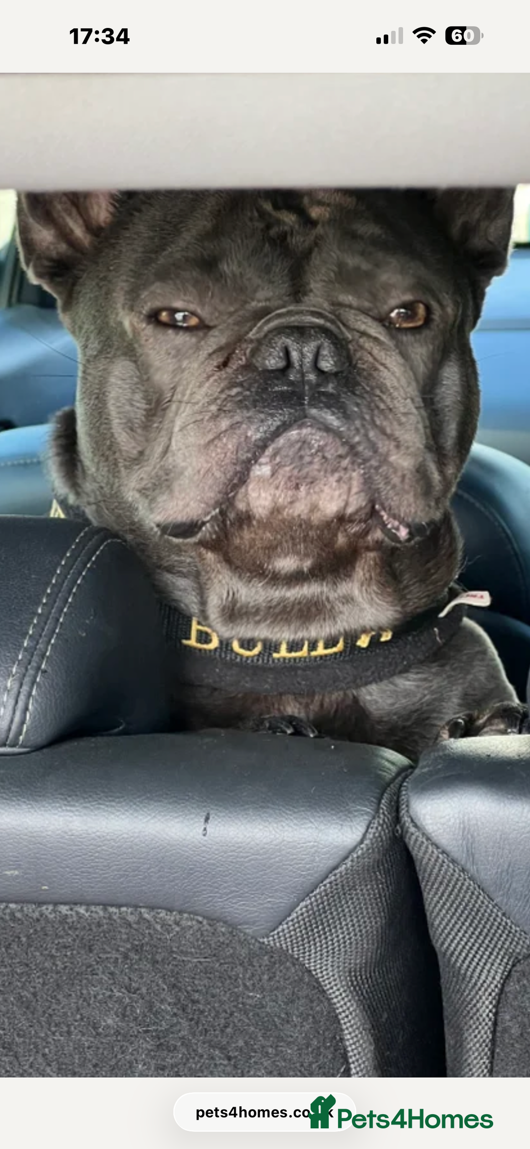 French Bulldog dogs for sale: Beautiful looking French bulldog puppies - Advert 4