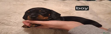 Miniature Dachshund Puppy 1