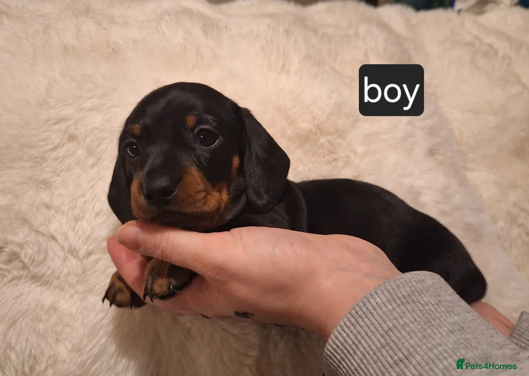 Miniature Dachshund dogs for sale:  miniature smooth coated dachshunds  in Fakenham - Advert 2