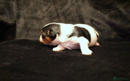 Biewer Terrier dogs for sale: Stunning Biewer girl Licensed breeder Health test  - Image 5