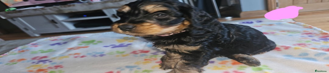 Cockapoo Puppy 4