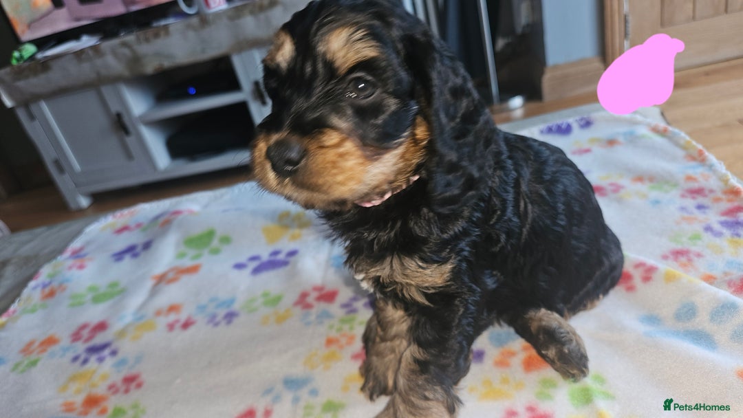 Cockapoo dogs for sale: Cockerpoo  - Image 9