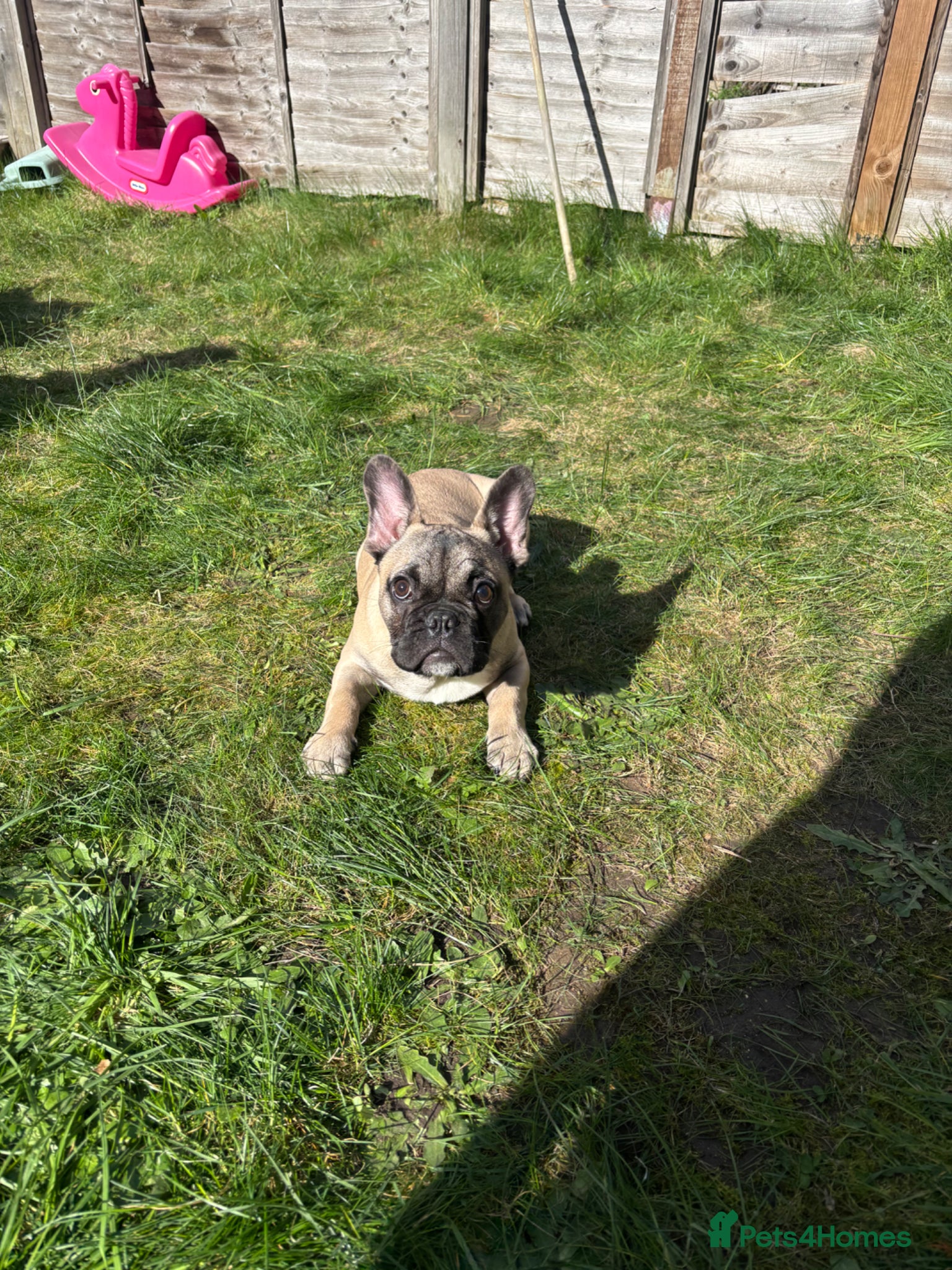 French Bulldog dogs French bulldog  - Advert 1