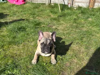 French Bulldog dogs French bulldog - Advert 1