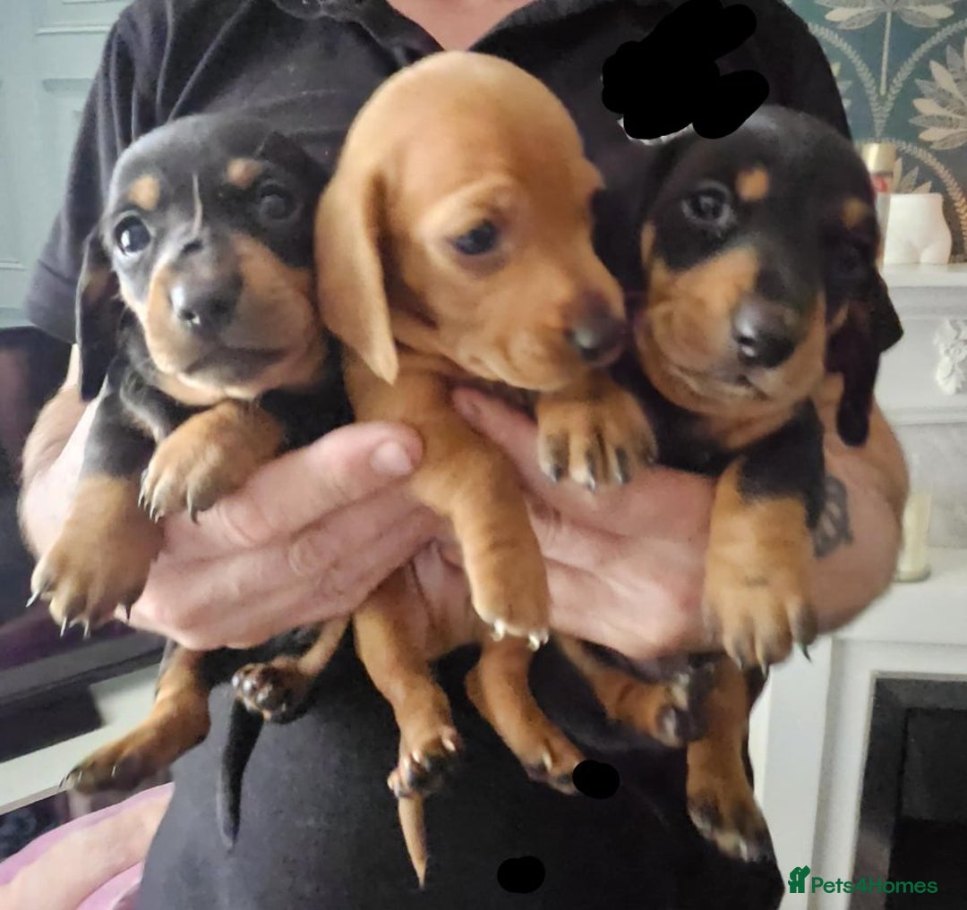 Miniature Dachshund dogs for sale: Miniture daschund puppies  - Image 4