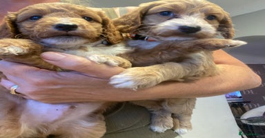 Cockapoo dogs - Advert 3