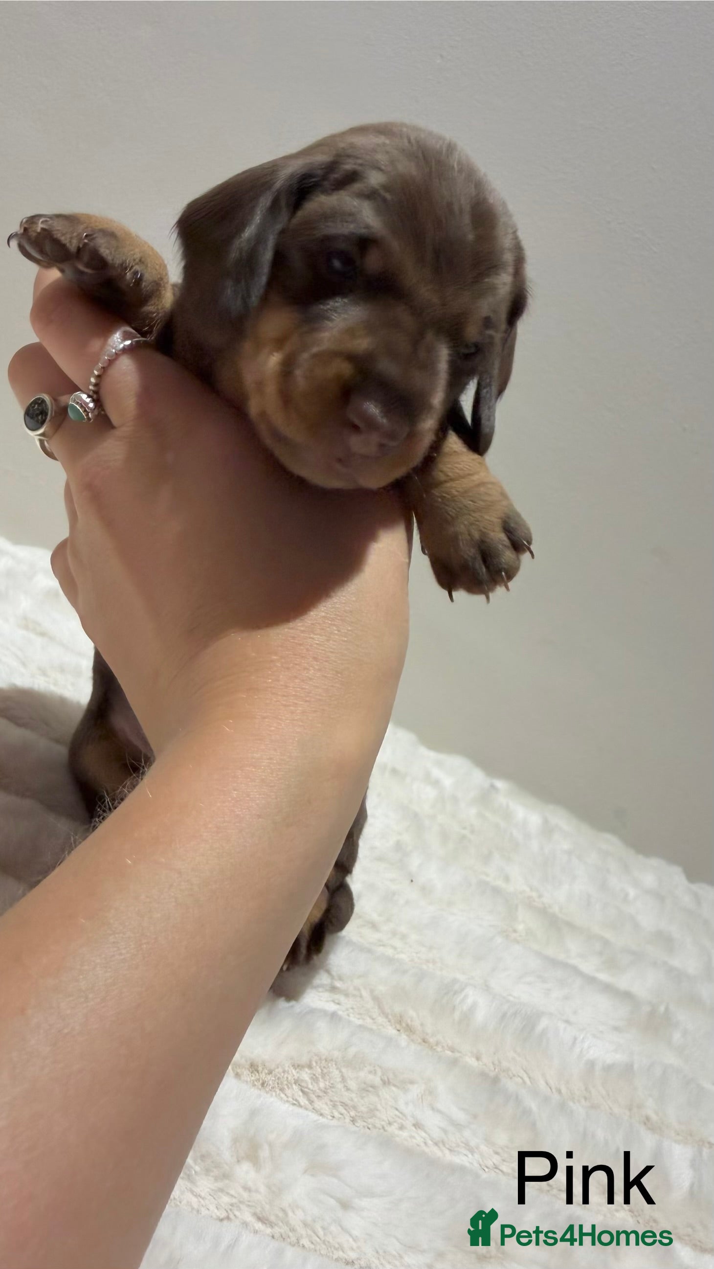 Miniature Dachshund dogs for sale: 🐾 Miniature Dachshund Puppies For Sale 🐾  - Advert 5