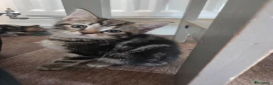 Black and tabby boy