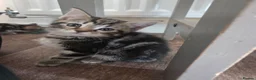 Mixed Breed cats for sale: Kittens for sale blackpool  - Advert 30