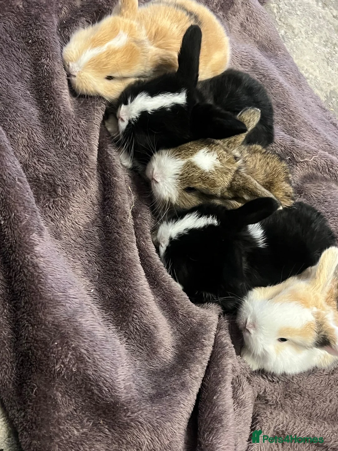 Mini Lop rabbits for sale: 4 weeks old Pure Bred Mini Lops Bunnies For Sale - Advert 10
