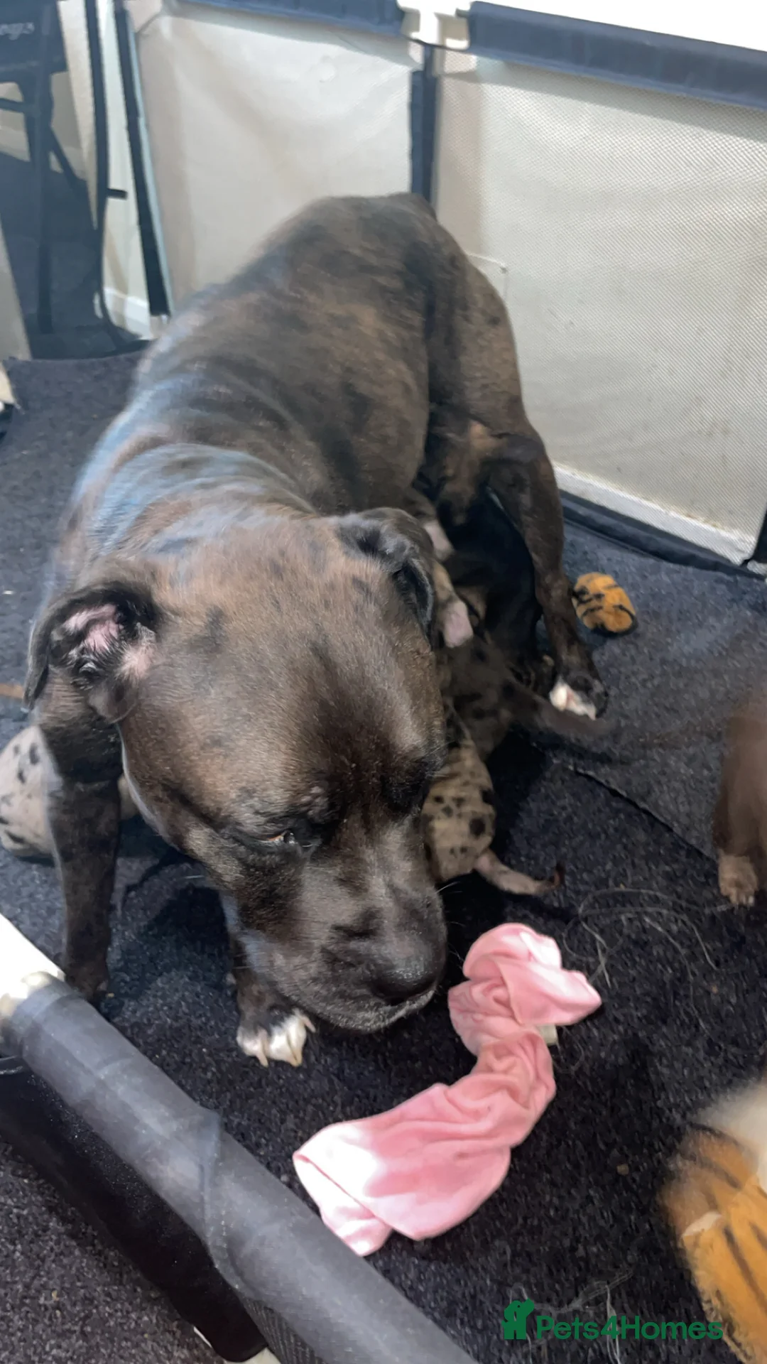 Mixed Breed dogs for sale: Cane corso x catahoula x bulldog mixbreed - Advert 4