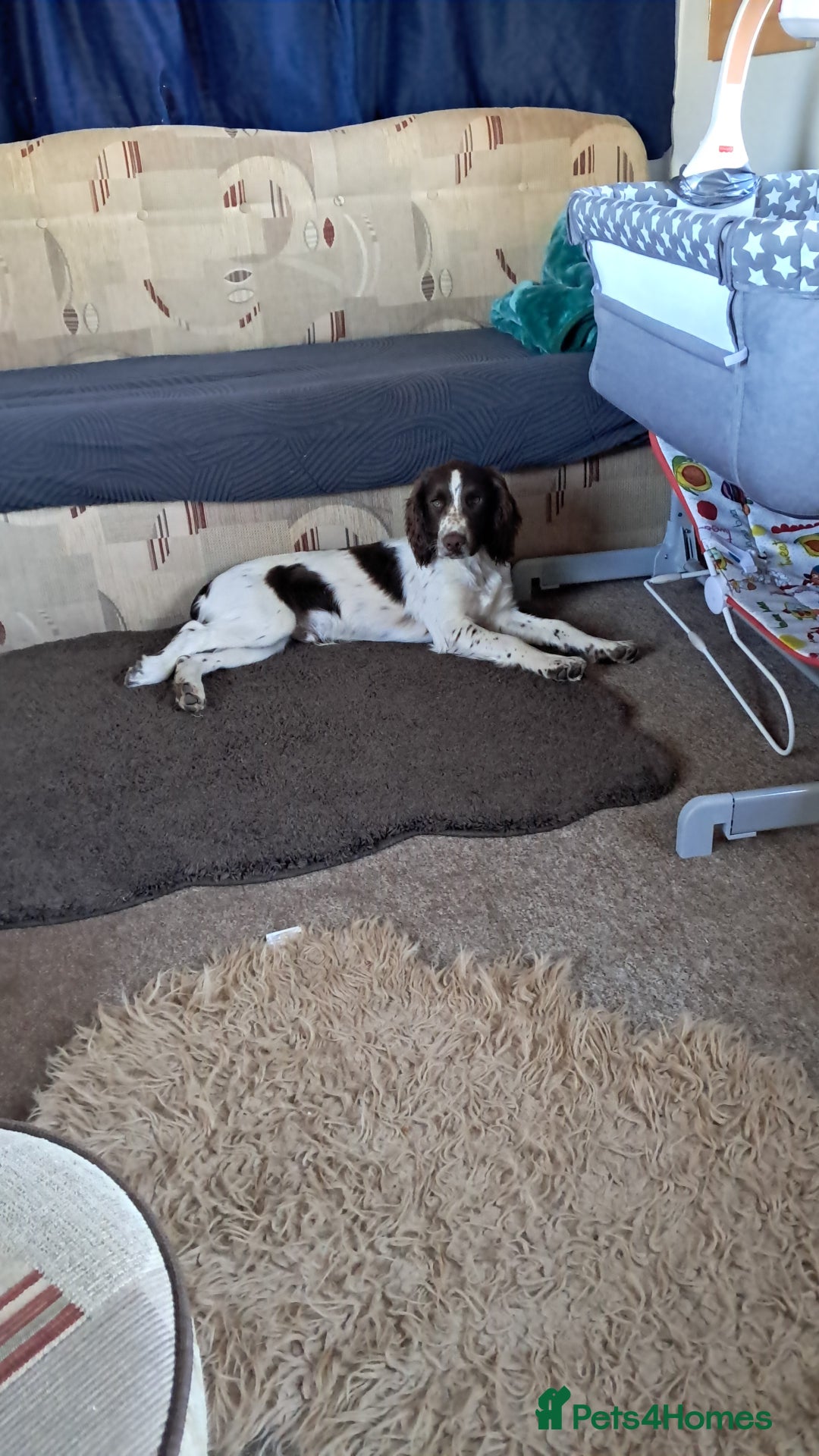 Sprocker dogs for sale: Sprocker  - Image 1